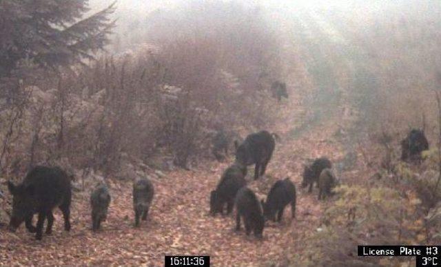 Yedigöller'deki Zengin Yaban Hayatı Fotokapanla Görüntülendi