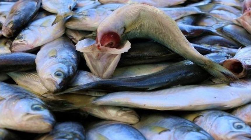 Balık Tezgahlarında &Ccedil;inekop Bereketi