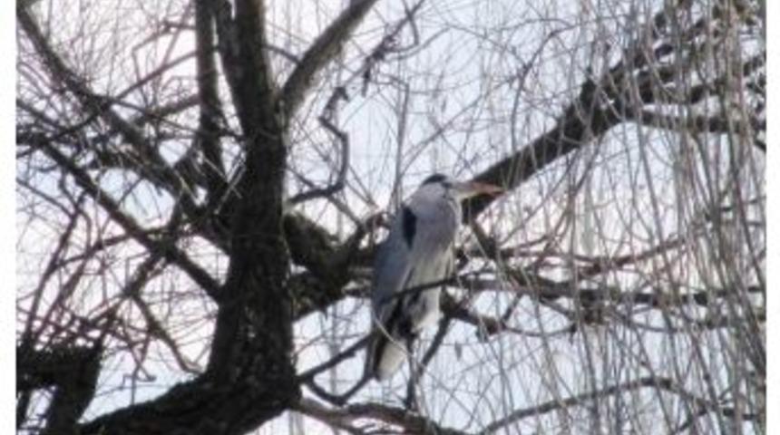 Hisarcık&rsquo;ta Balık&ccedil;ıl Kuşu İlgi Odağı