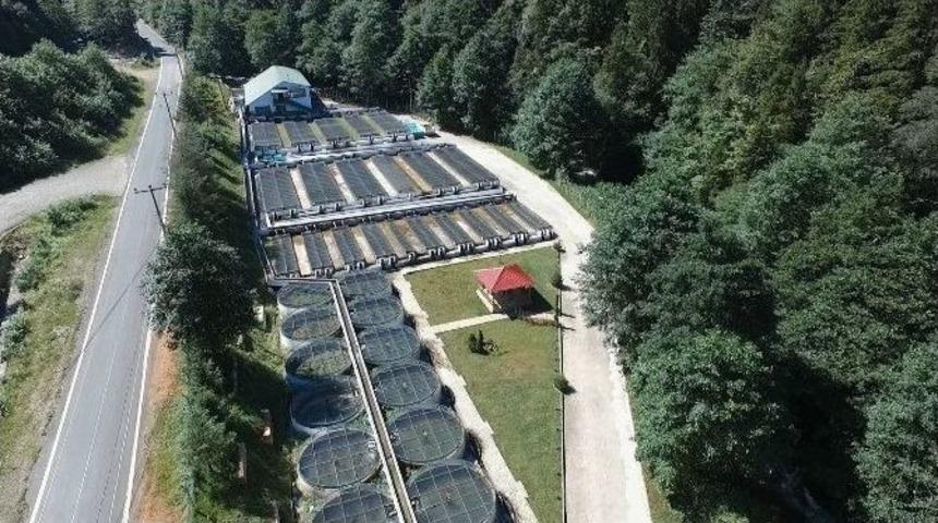 Balıklar Geleceğimiz İ&ccedil;in &Uuml;retiliyor, Biyo&ccedil;eşitliliğimiz Kazanıyor