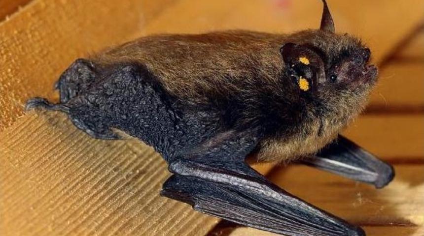 11 Yıl Aradan Sonra G&ouml;r&uuml;len Sakallı Yarasa I&ccedil;in &Ccedil;alıştay D&uuml;zenlendi