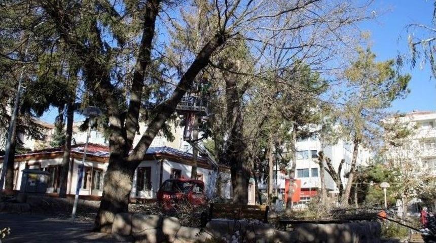 Ağa&ccedil;lara Mevsimlik Bakım