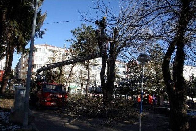 Ağaçlara Mevsimlik Bakım