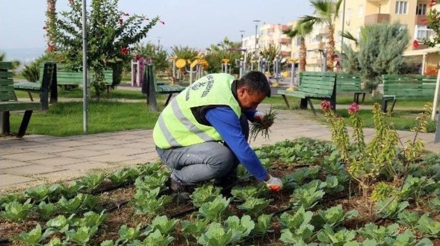 Erdemli&rsquo;de Park Ve Yeşil Alanlara Kışlık Bakım