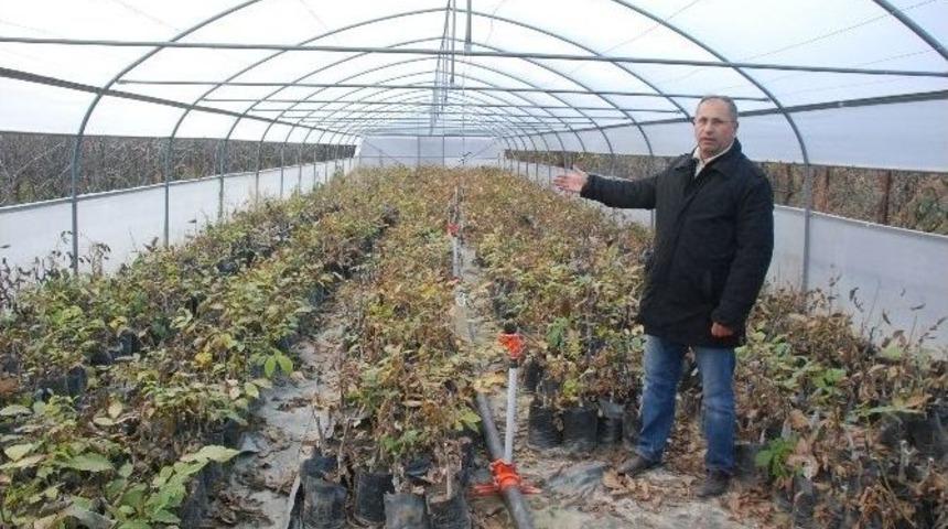 Pop&uuml;ler Ceviz Fidanı Yetiştiriyor