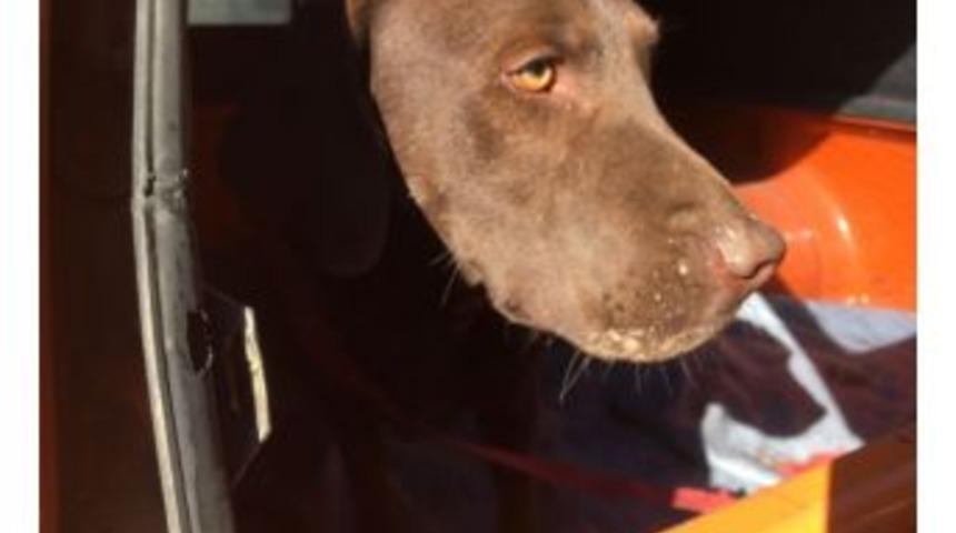 Siirt&rsquo;teki Arama &Ccedil;alışmalarına &rsquo;eto&rsquo; İsimli K&ouml;pek De Katıldı