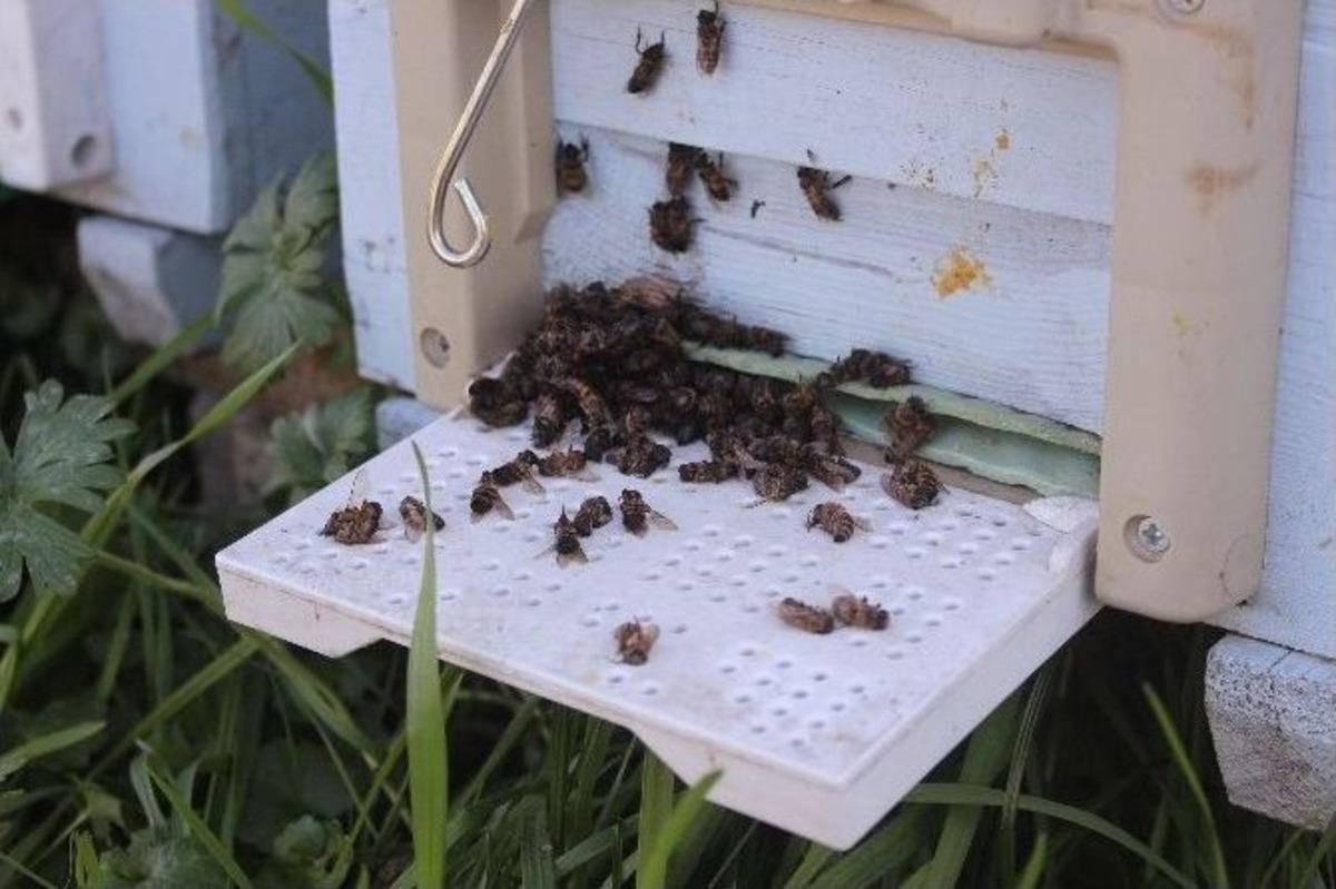 Sakarya&rsquo;da Yaklaşık 60 Bin Arı Kovanlarında Zehirlenerek Telef Oldu
