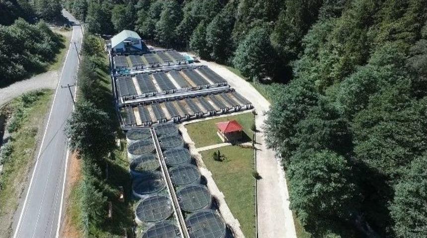 Altındere Alabalık &Uuml;retme İstasyonu&rsquo;nda Sağım &Ccedil;alışmaları Başladı