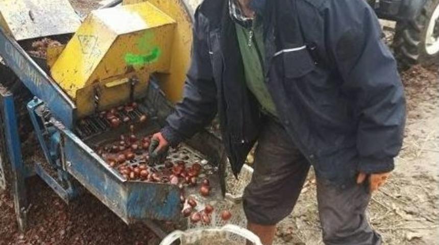 Kestane &Uuml;reticisi Yeni Sezon Fiyatlarından Umutlu