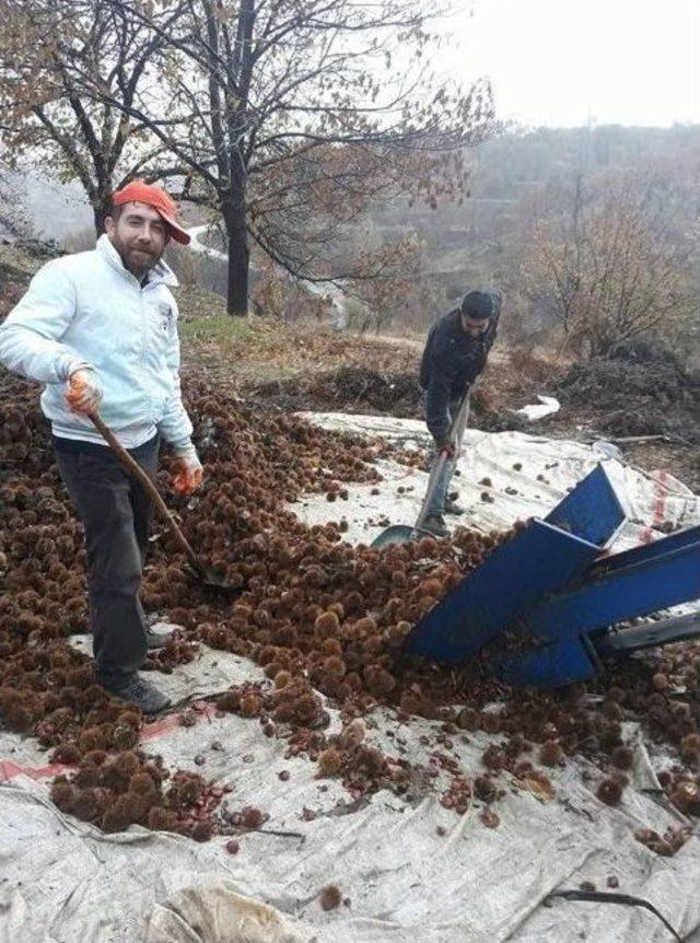 Kestane Üreticisi Yeni Sezon Fiyatlarından Umutlu