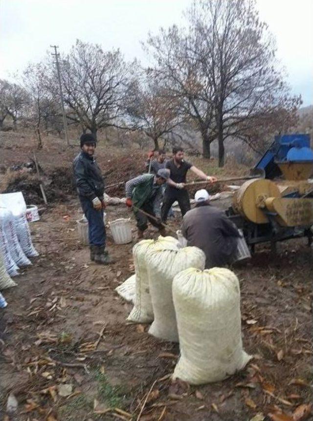 Kestane Üreticisi Yeni Sezon Fiyatlarından Umutlu