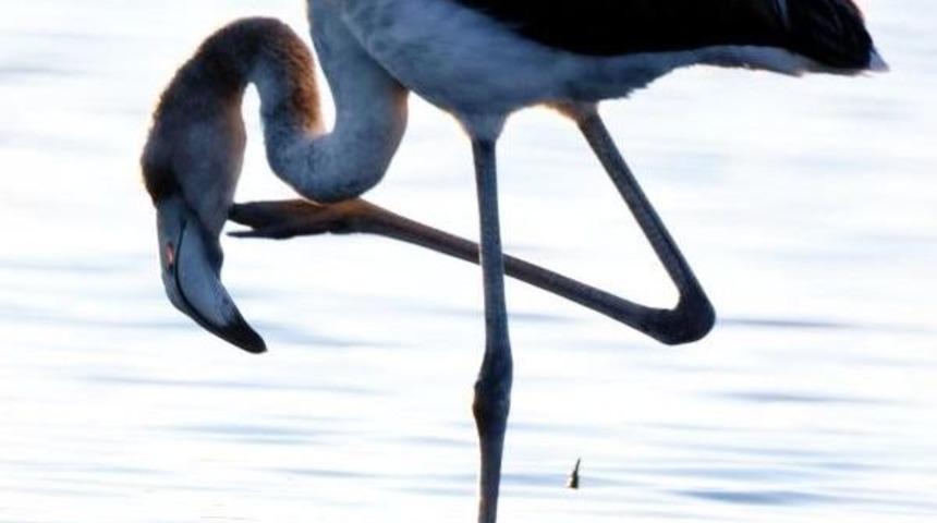 Bodrum Tuzla Sulak Alanı'nda Kirlilik Ve Ka&ccedil;ak Avlanma Tehlikesi