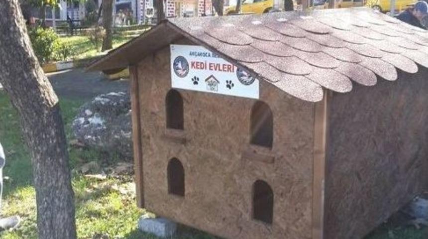 Kediler Evlerine Kavuştular