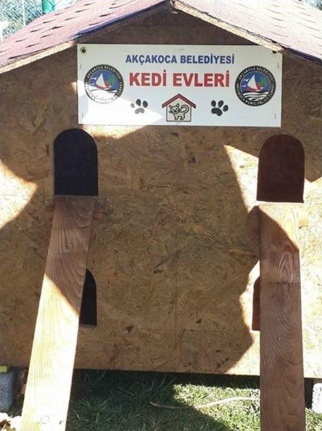 Kediler Evlerine Kavuştular