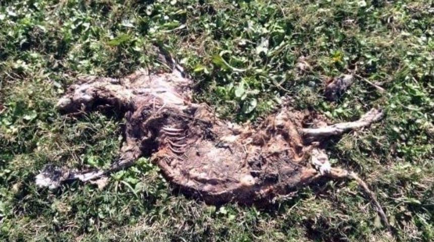 Antalya&rsquo;da Kedi Katliamı Durdurulamıyor