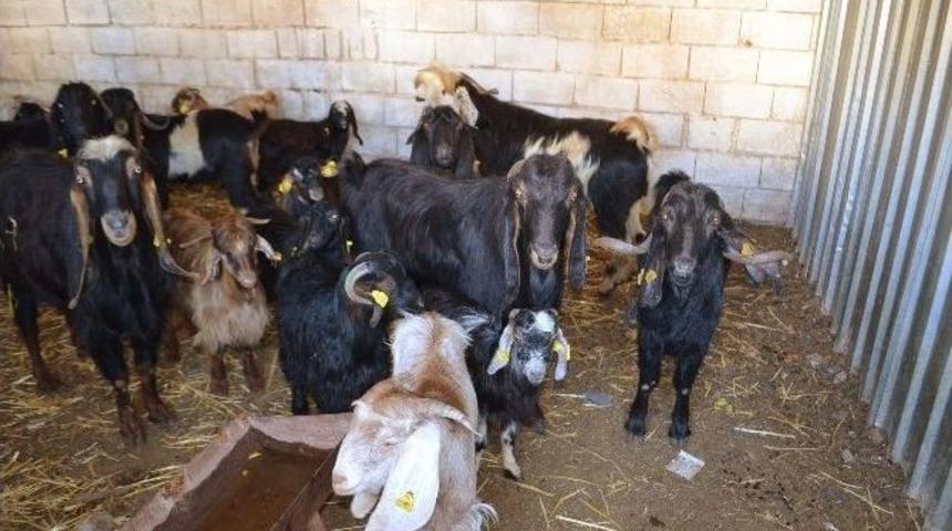 Kırıkhan’da 41 Adet Kaçak Keçi Yakalandı