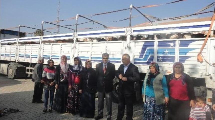 Kırıkhan İl&ccedil;e Gıda Tarım Ve Hayvancılık M&uuml;d&uuml;rl&uuml;ğ&uuml;&rsquo;nden &Ccedil;ift&ccedil;ilere Karşılıksız B&uuml;y&uuml;kbaş Hayvan