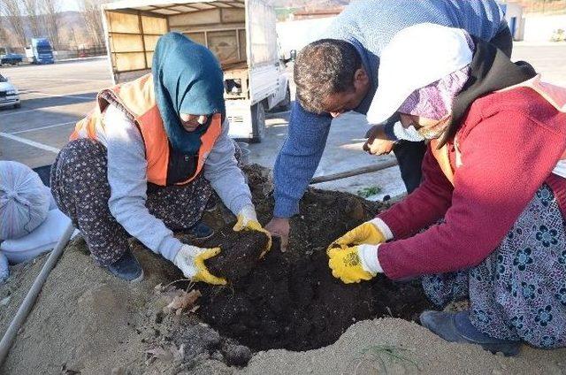 Bozüyük Belediyesi Kuru Yapraklardan Solucan Gübresi Üretecek