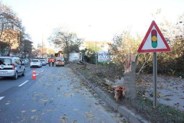 Tır Ağaçlara Çarparak Devrildi