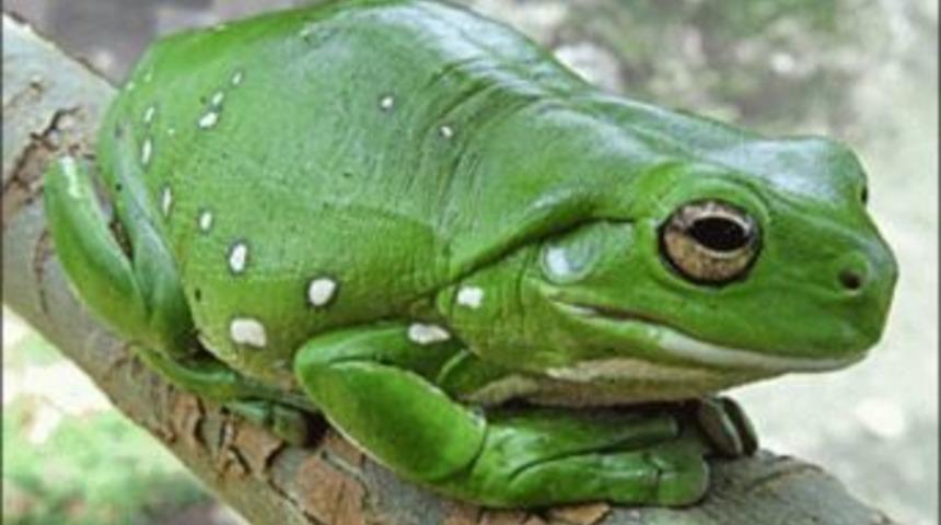 Adrenalin D&uuml;nyası&rsquo;nda &lsquo;dev Ağa&ccedil; Kurbağası&rsquo; Ziyaret&ccedil;ilerini Bekliyor