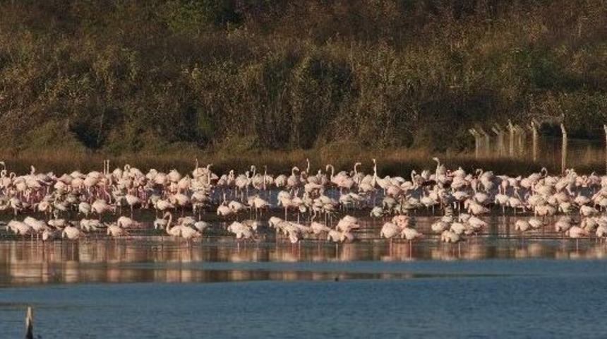 Hersek Lag&uuml;n&uuml;&rsquo;nde Kuş Pop&uuml;lasyonu Arttı
