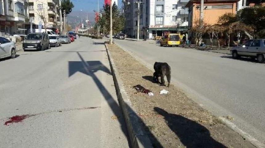 &Ouml;len Yavrusunun Başından Ayrılmadı