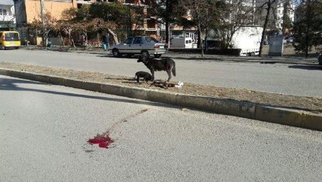 Ölen Yavrusunun Başından Ayrılmadı