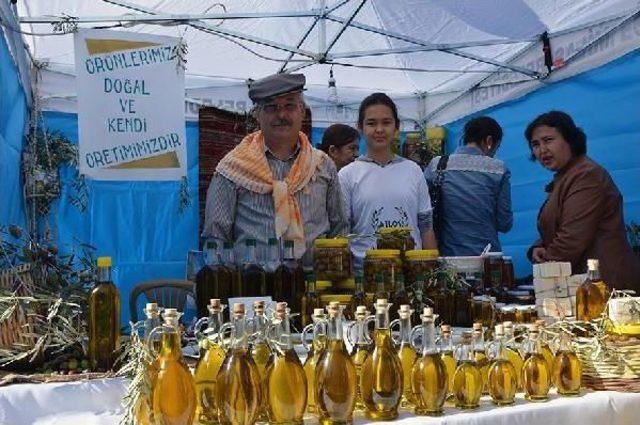 Milas Zeytin Hasat Şenliği Başladı