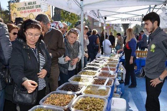 Milas Zeytin Hasat Şenliği Başladı