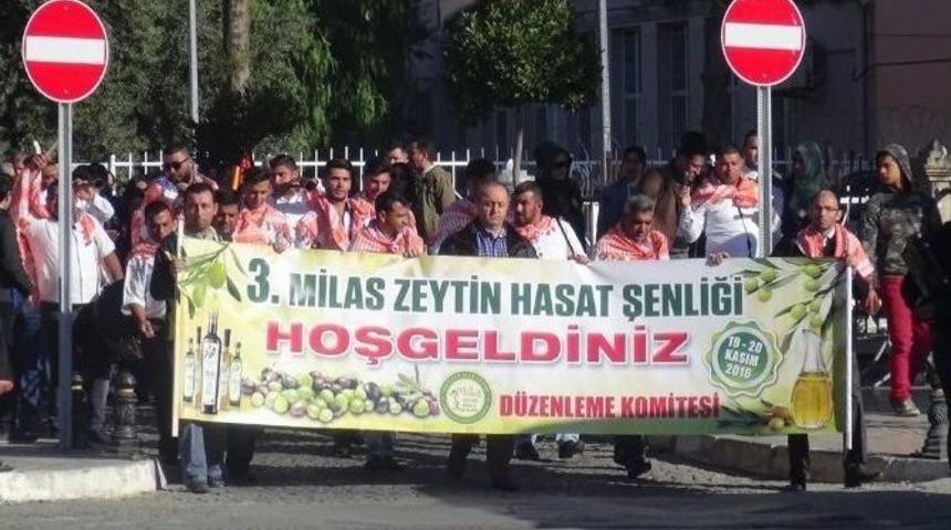 Milas 3. Zeytin Hasat Şenliği Başladı