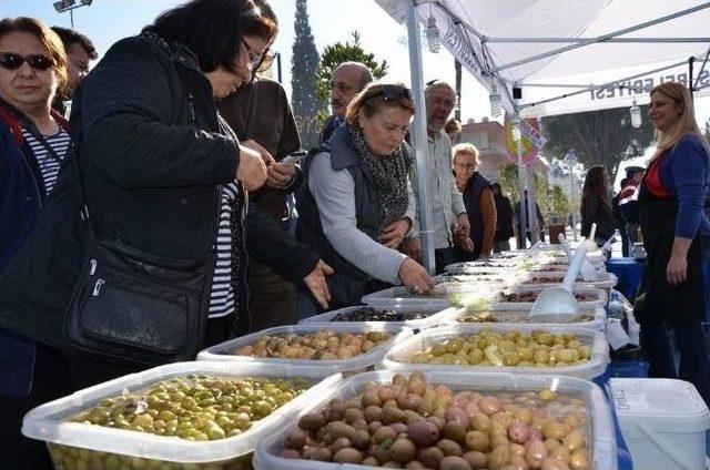 Milas 3. Zeytin Hasat Şenliği Başladı