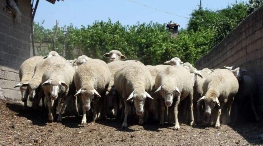 Hayvan Fuarı &Ccedil;ocuklarla Buluşuyor