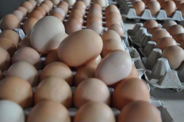 &Ccedil;iftliğe M&uuml;zik Yayını Yapıp Yumurta Verimini Artırdı 1