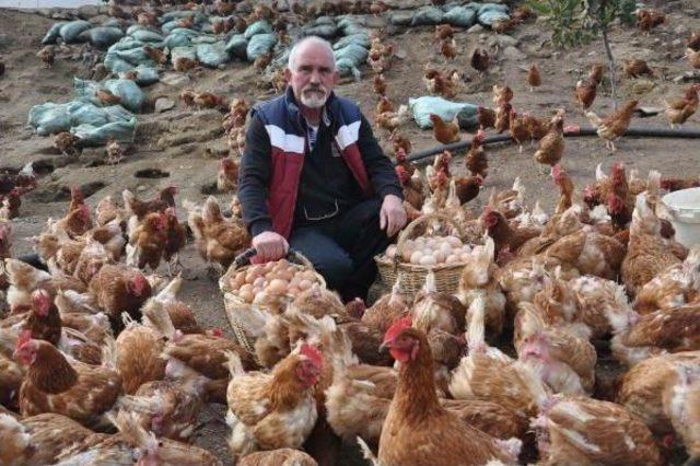 &Ccedil;iftliğe M&uuml;zik Yayını Yapıp Yumurta Verimini Artırdı 2