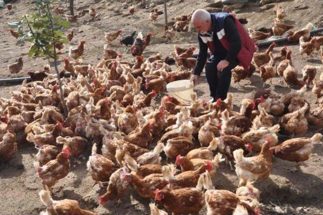 &Ccedil;iftliğe M&uuml;zik Yayını Yapıp Yumurta Verimini Artırdı 3