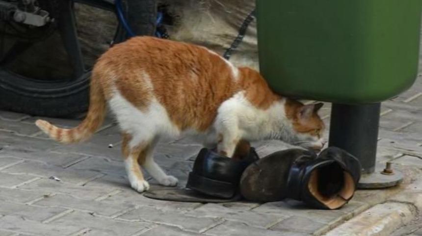 O Ayakkabı Bu Patilere Uymaz