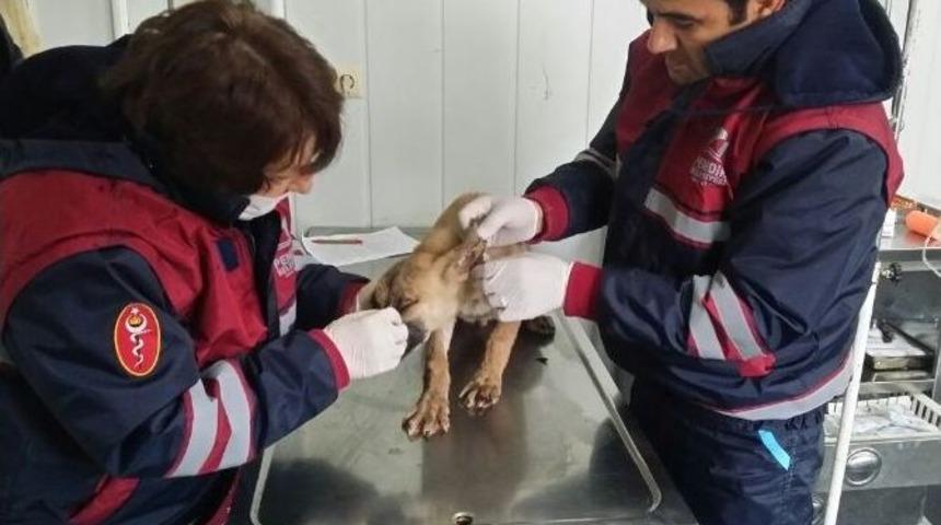 Zift &Ccedil;ukuruna D&uuml;şen K&ouml;peği Ekipler Kurtardı