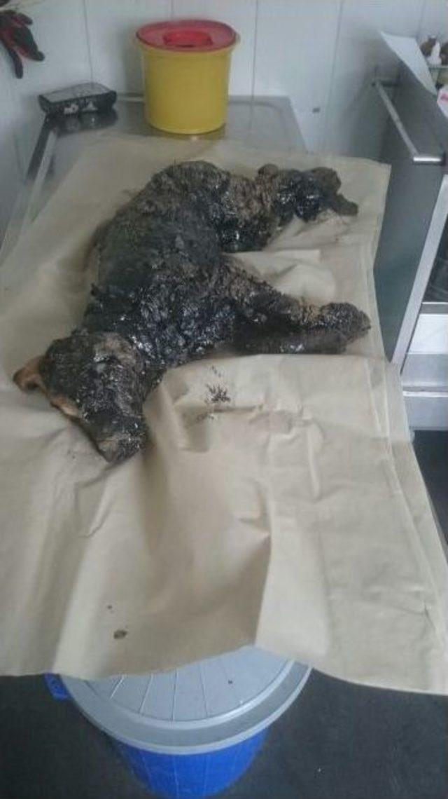 Zift &Ccedil;ukuruna D&uuml;şen K&ouml;peği Ekipler Kurtardı 1