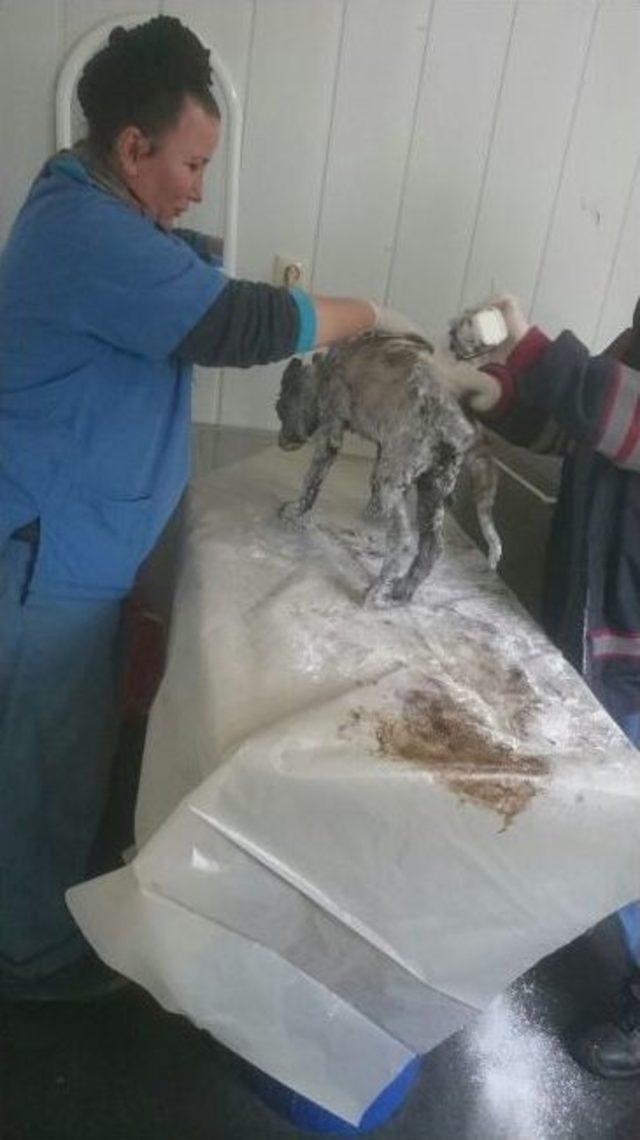 Zift &Ccedil;ukuruna D&uuml;şen K&ouml;peği Ekipler Kurtardı 2