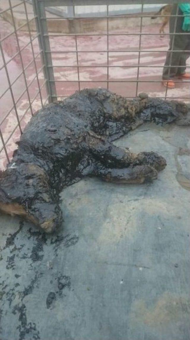 Zift &Ccedil;ukuruna D&uuml;şen K&ouml;peği Ekipler Kurtardı 3