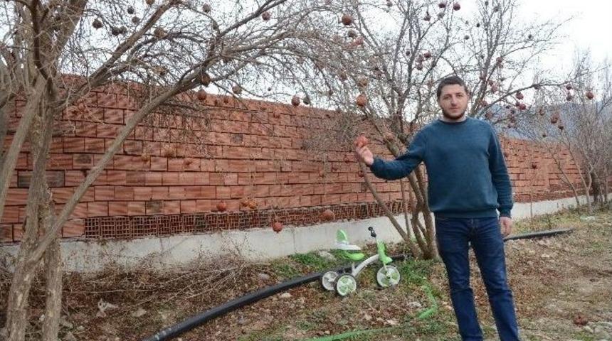 Nar G&ouml;zden D&uuml;ş&uuml;nce Kurda Kuşu Oluyor