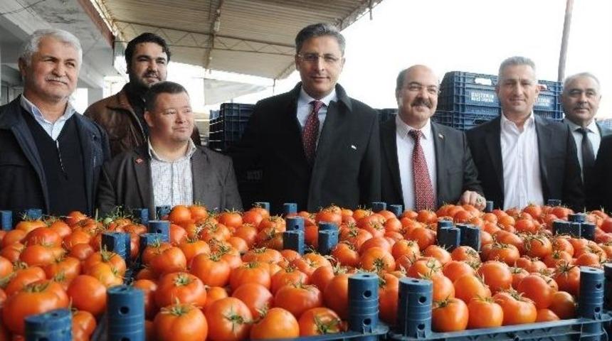 Kaymakam Pamuk, Domates Piyasasını Kurdu