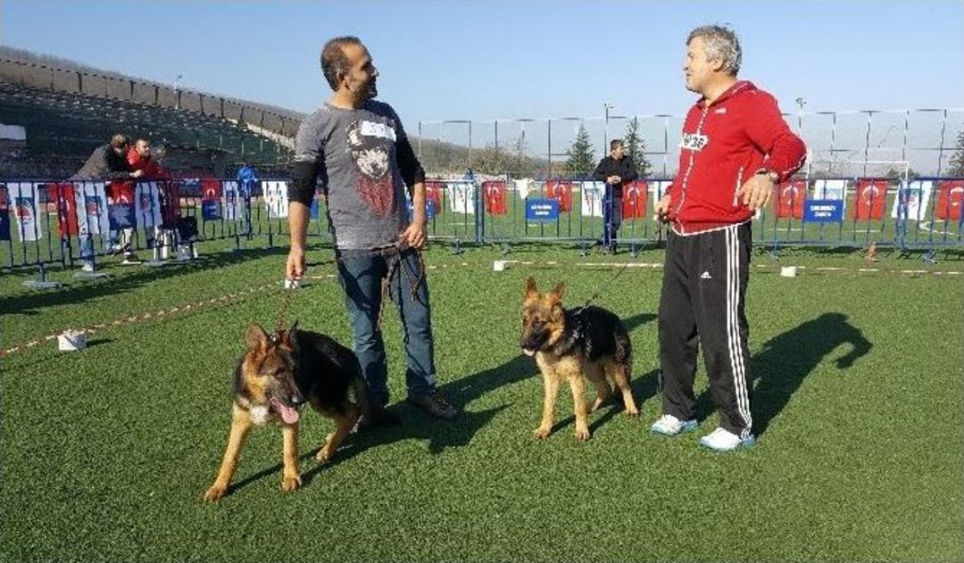 Alman &Ccedil;oban K&ouml;pekleri T&uuml;rkiye Şampiyonası İ&ccedil;in Yarıştı