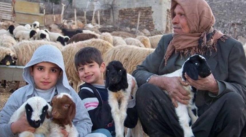 Koyun S&uuml;r&uuml;s&uuml; Kuzularla Renklendi