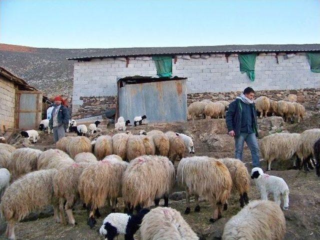 Koyun Sürüsü Kuzularla Renklendi