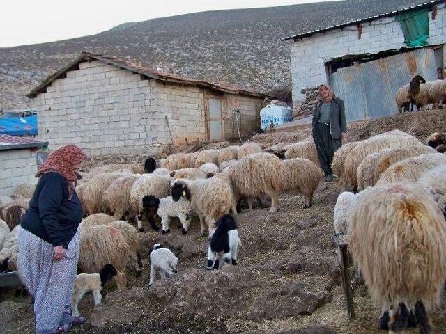 Koyun Sürüsü Kuzularla Renklendi