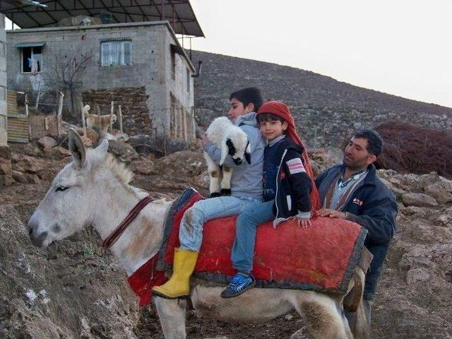 Koyun Sürüsü Kuzularla Renklendi