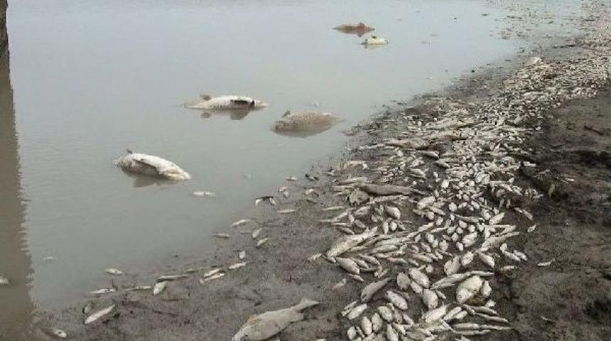 Suyu Boşaltılan G&ouml;lette Balıklar Telef Oldu