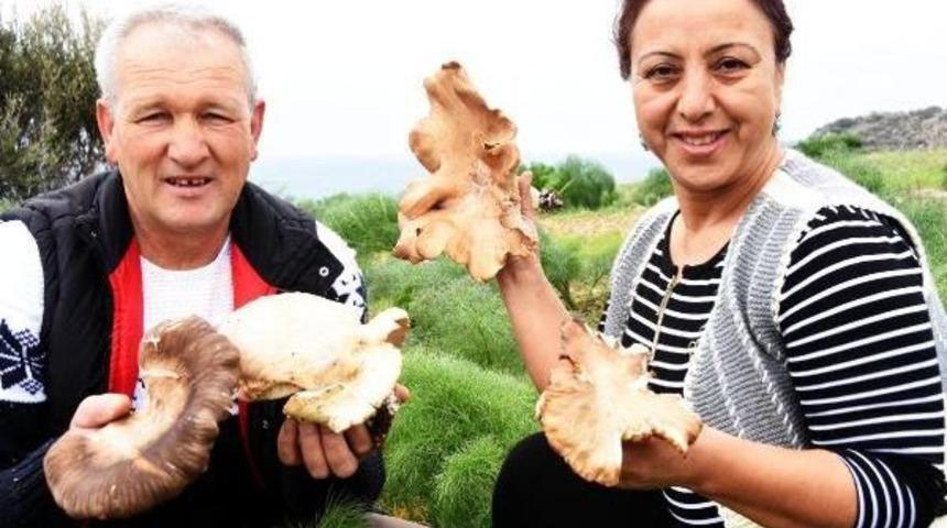 Bodrum'da Mantar Avı Uyarısı