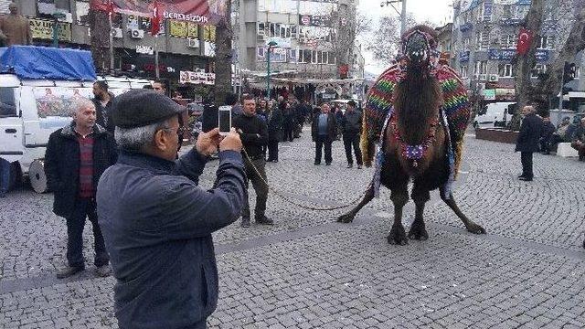 Develer Görücüye Çıktı